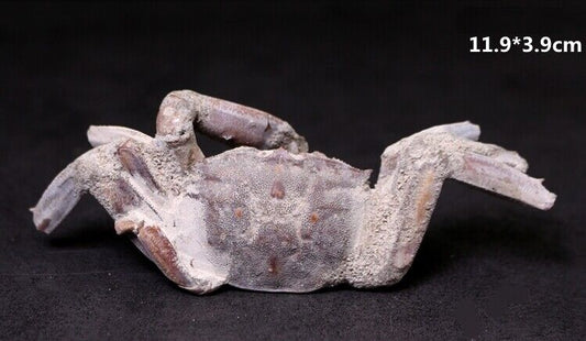 CRAB Crustacean Arthropod Dinosaur Hand Leg Claw Bone Fossil Jurassic Park c08