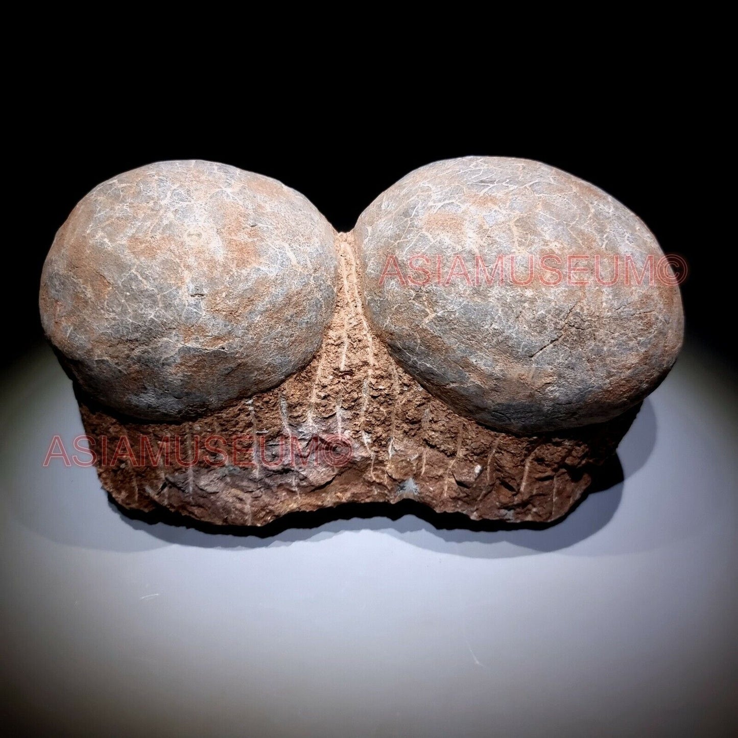 DOUBLE PAIR Dinosaur Egg Nest Hadrosaur Duckbill Fossil Jurassic Cretaceous G3a6