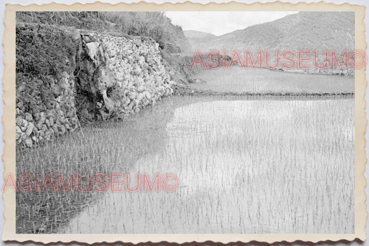 50s PHILIPPINES LUZON IFUGAO RICE TERRACE PADDY FIELDS HILL Vintage Photo 24416