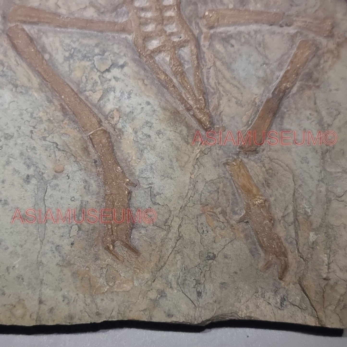 Dinosaur Fossil Confuciusornis Flying Bird Rock Jurassic Claw World Cretaceous 9