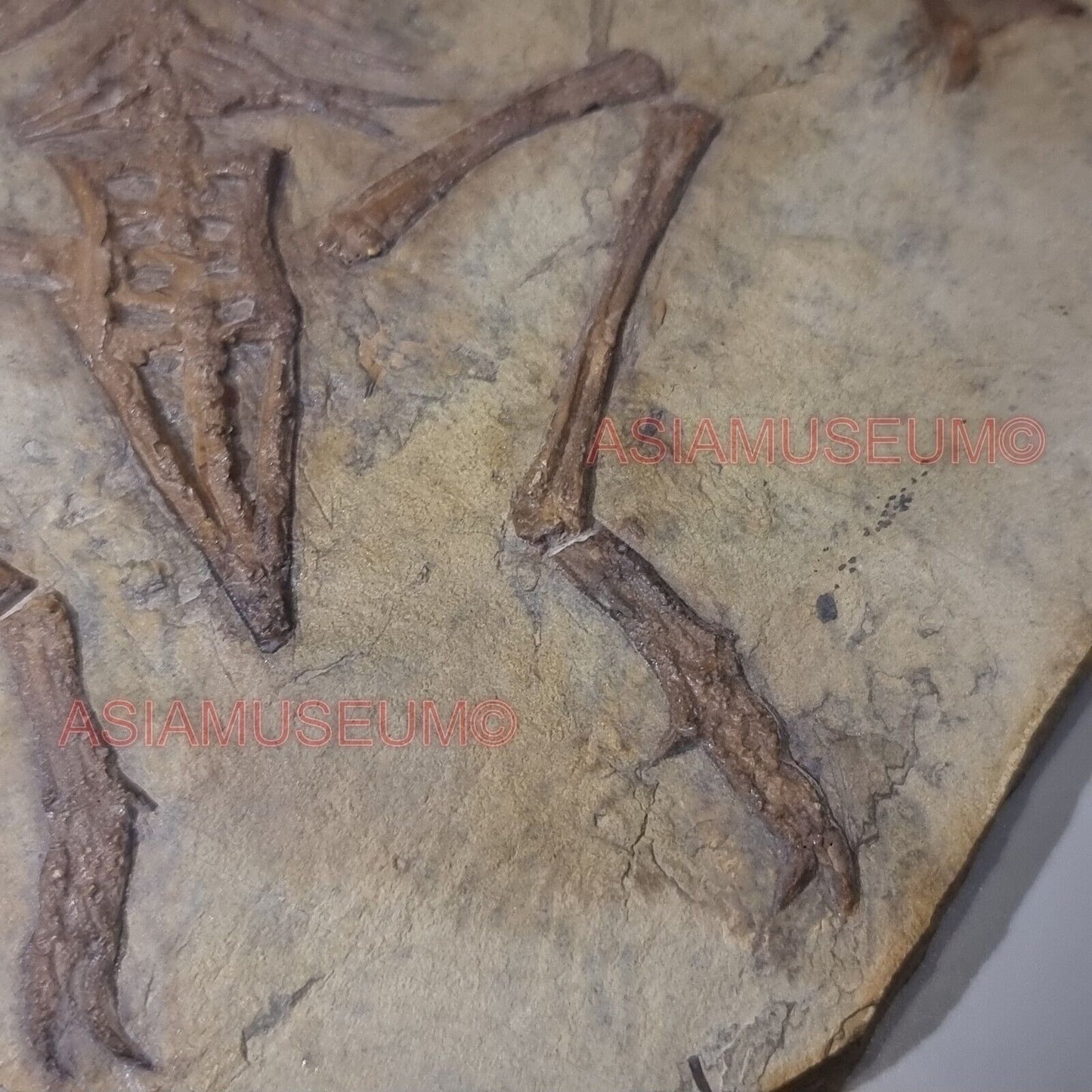 Dinosaur Fossil Confuciusornis Flying Bird Rock Jurassic Claw World Cretaceous R