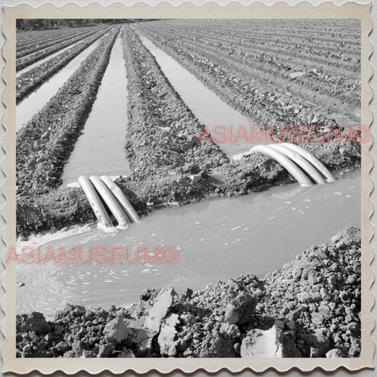 50s SAN JOSE CALIFORNIA CANAL AGRICULTURE IRIGATION FARM VINTAGE USA Photo 9845