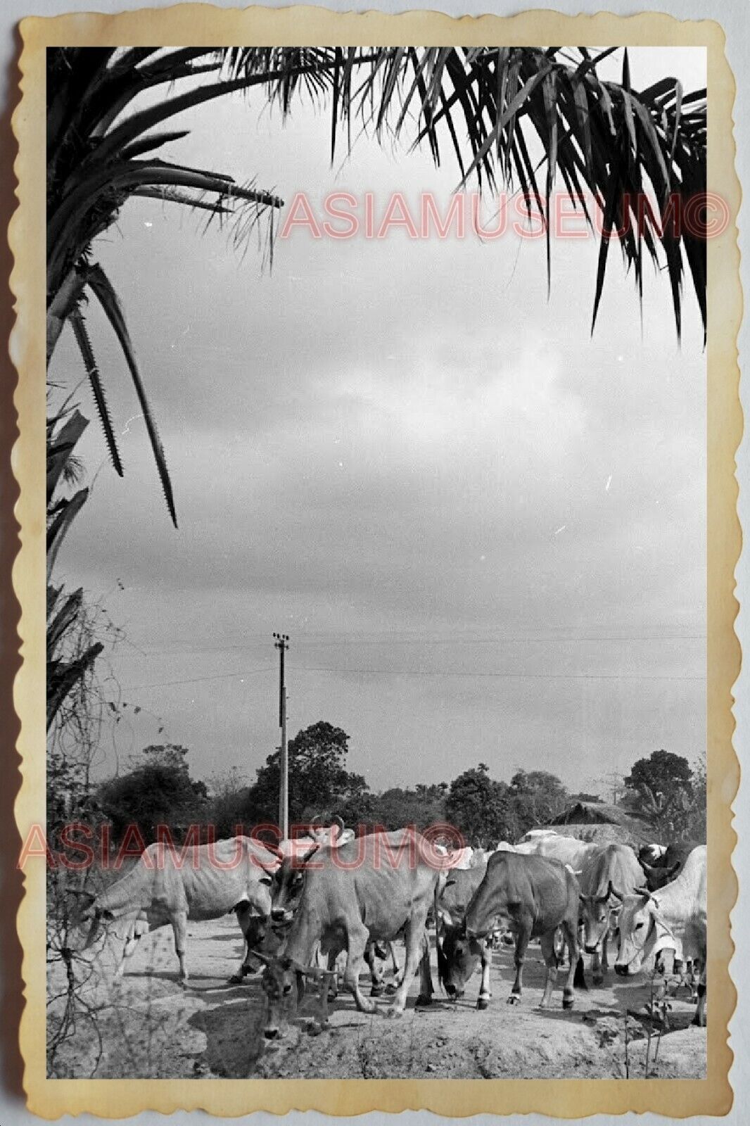 50s Vietnam SAIGON HO CHI MINH VILLAGE HERD COW BARN FARM OLD Vintage Photo 710