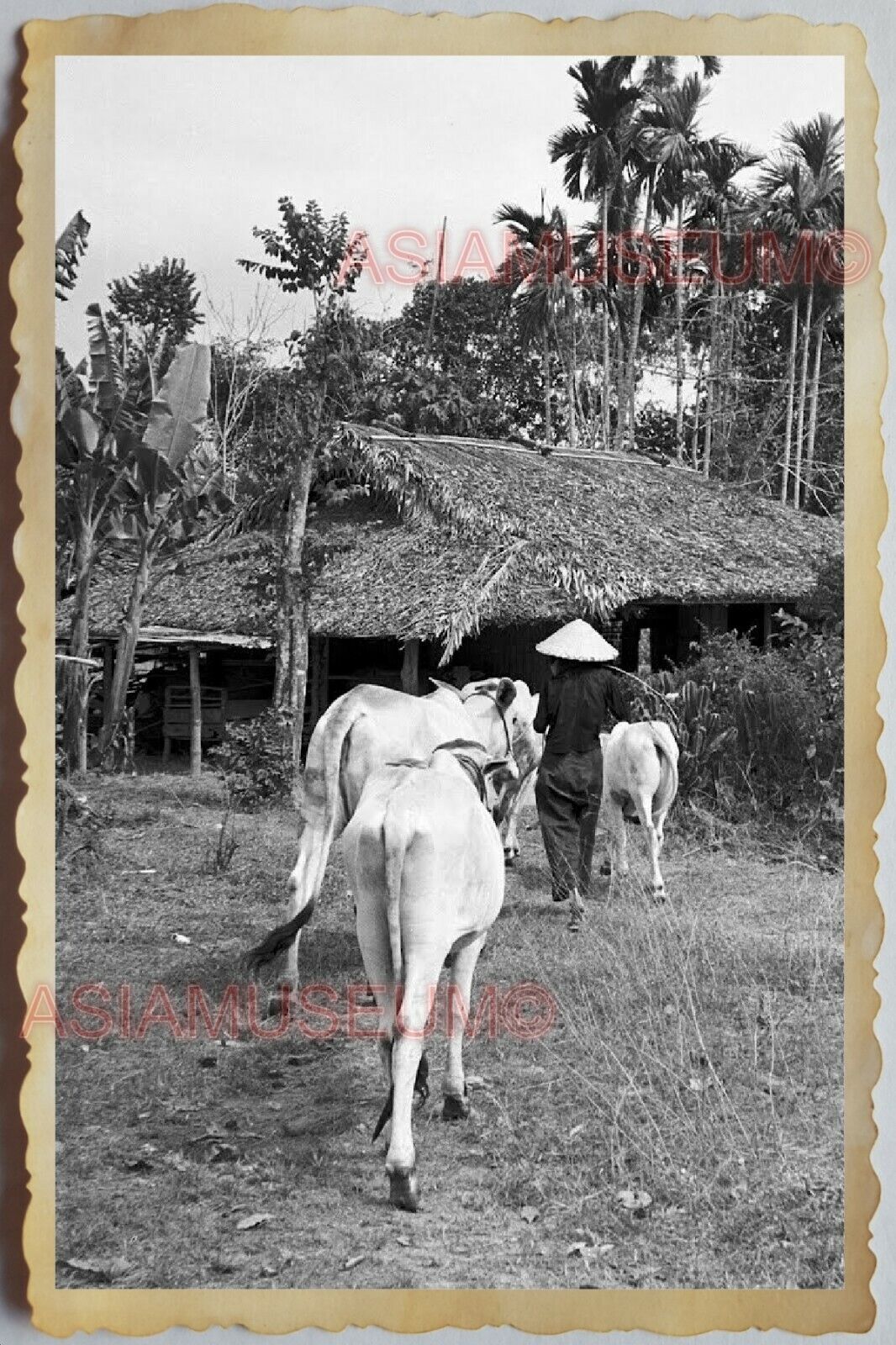 40s Vietnam War SAIGON VILLAGE COW CATTLE HOUSE HUT STRAW HAT Vintage Photo 1686