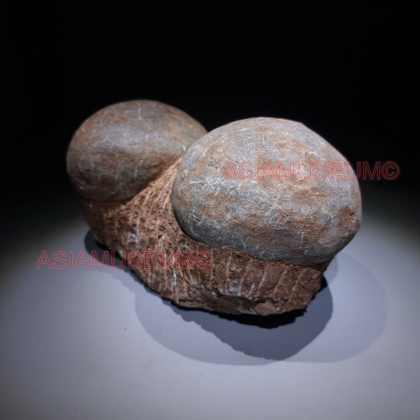 Pair Dinosaur Egg Nest Dendrolithus Hadrosaur Fossil Jurassic World Cretaceous