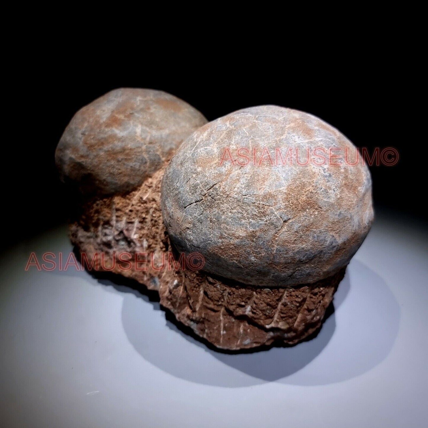 DOUBLE PAIR Dinosaur Egg Nest Hadrosaur Duckbill Fossil Jurassic Park World G636