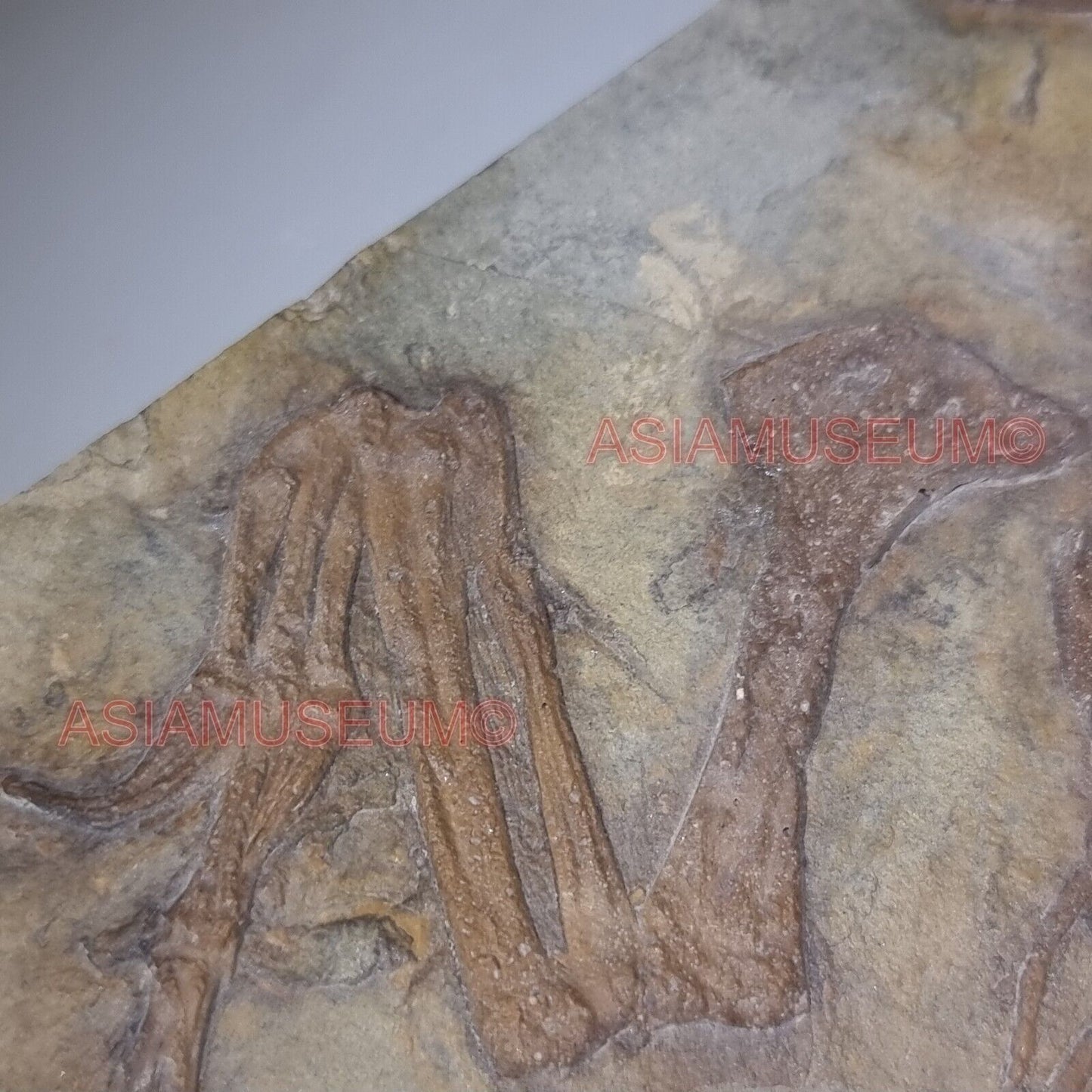 Fossilien DINOSAURIER Flügel Confuciusornis Vogel Jurassische Welt Kretazeisch E