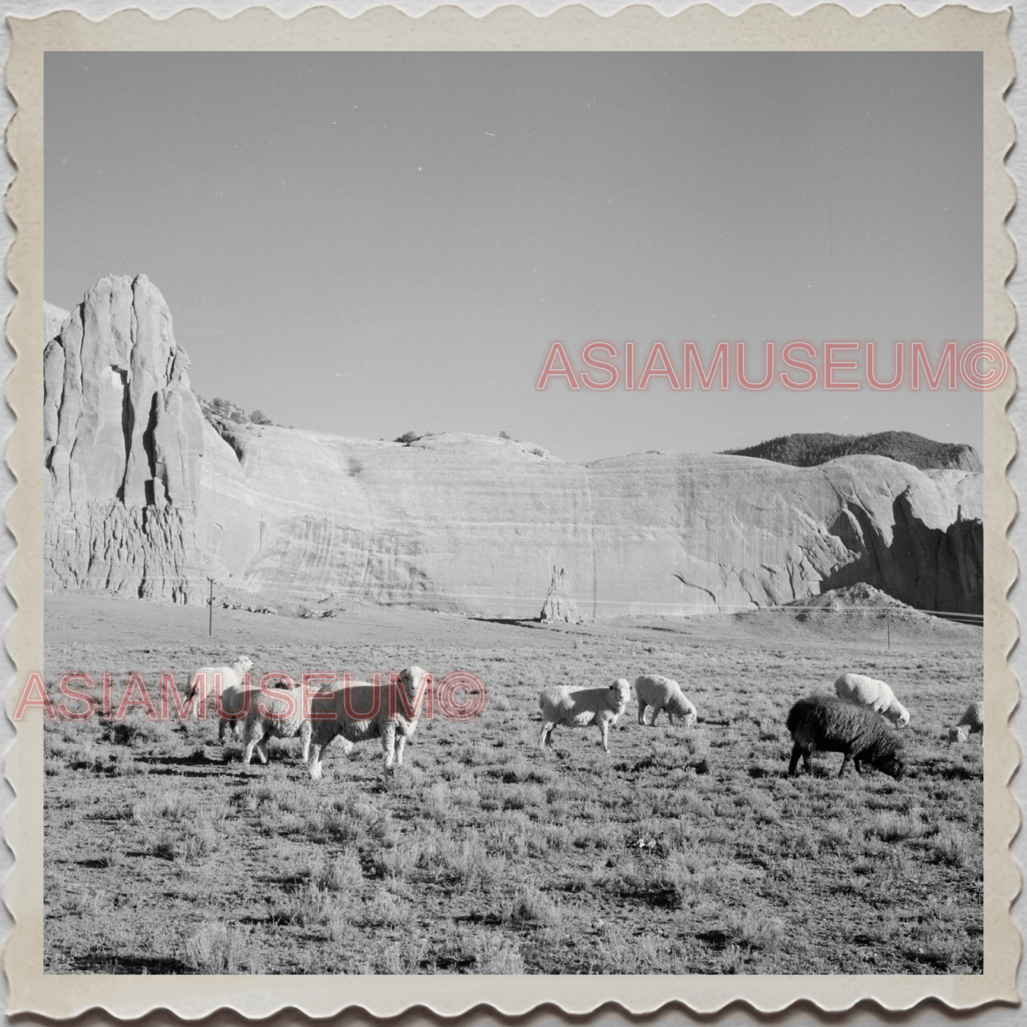 50s FORT DEFIANCE NAVAJO APACHE ARIZONA SHEEP DESERT OLD VINTAGE USA Photo 11491