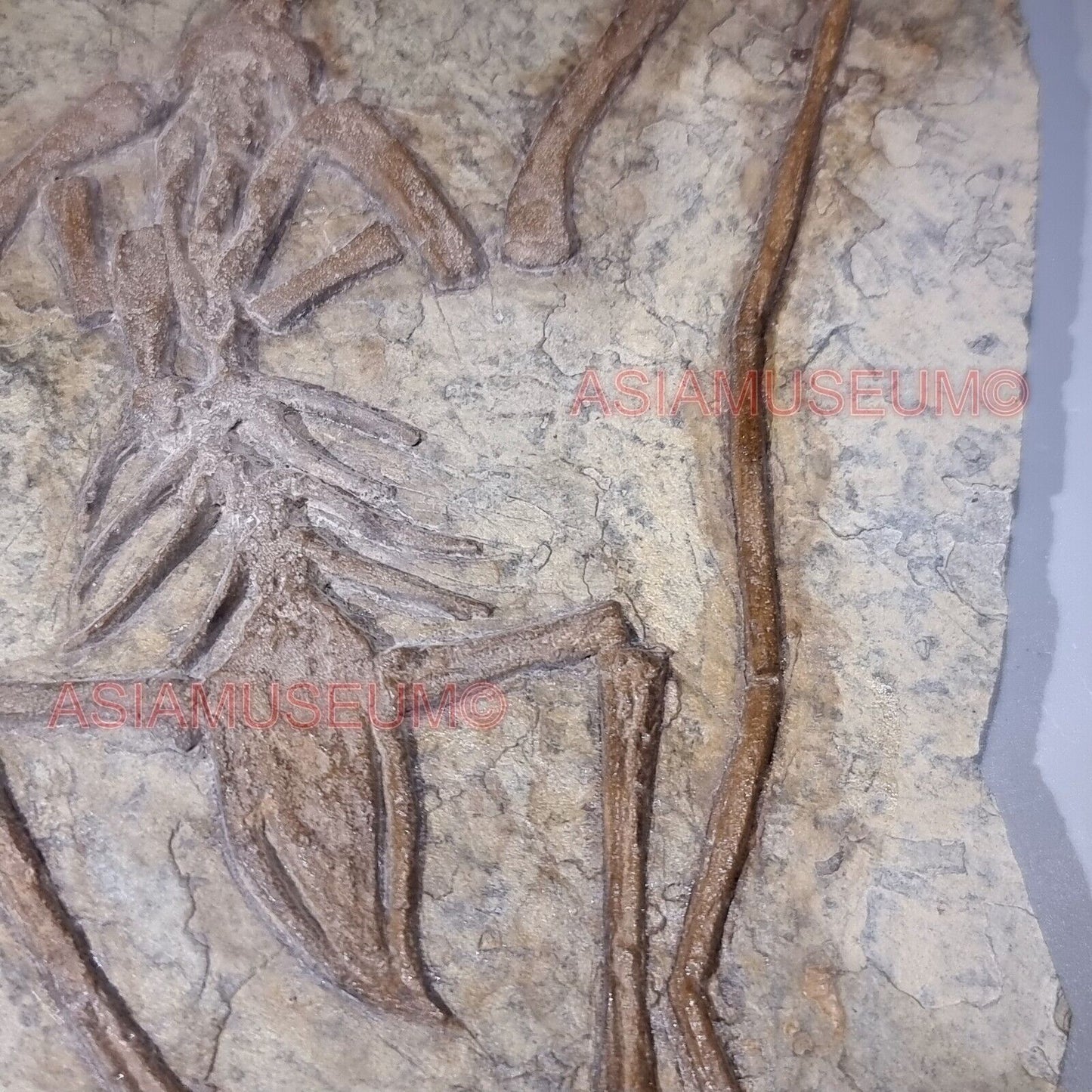 Fossilien DINOSAURIER Flugsaurier Zahn Vogel Jurassische Welt Kretazeisch P1