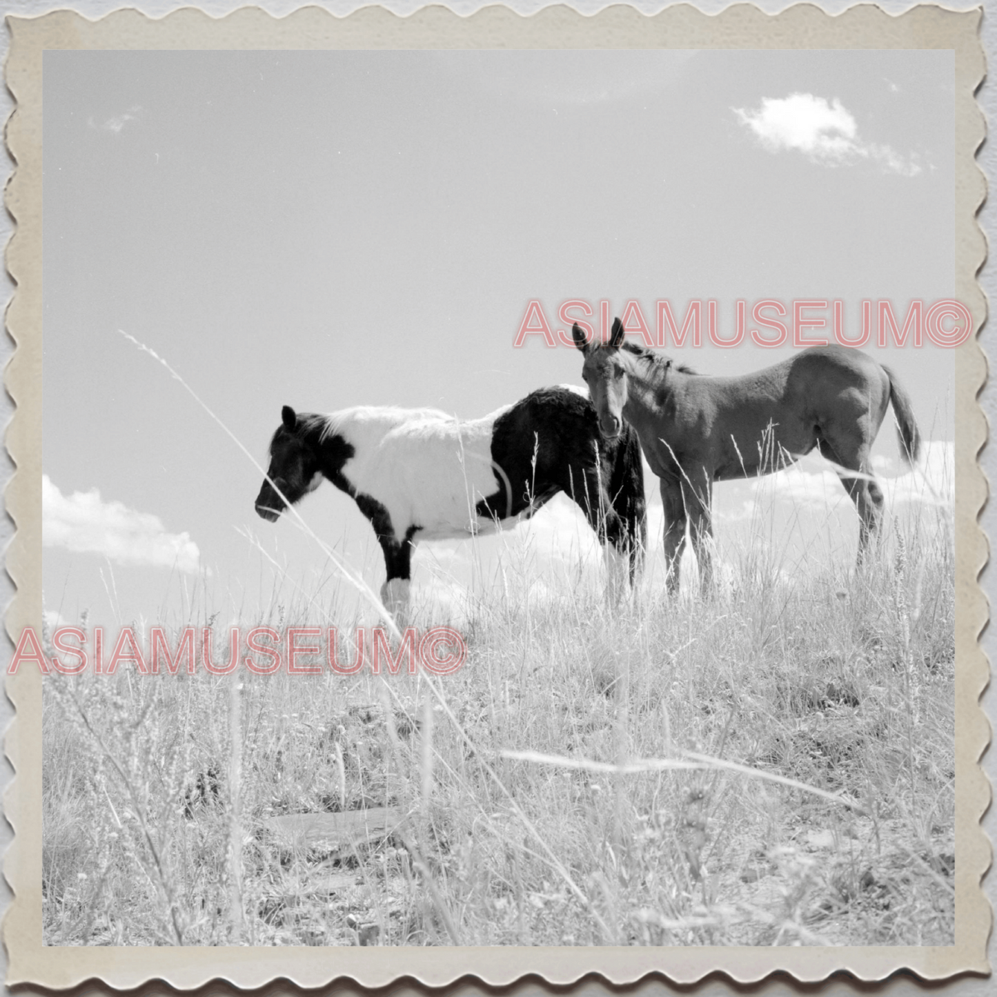 50s SUN RIVER CITY RUSSEL COUNTY MONTANA HORSE FIELD VINTAGE USA Photo 12137