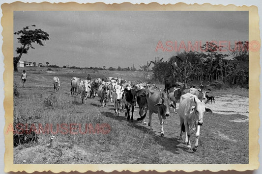 50s Vietnam SAIGON VILLAGE COW HERD BOY CHILDREN HO CHI MINH Vintage Photo 1621