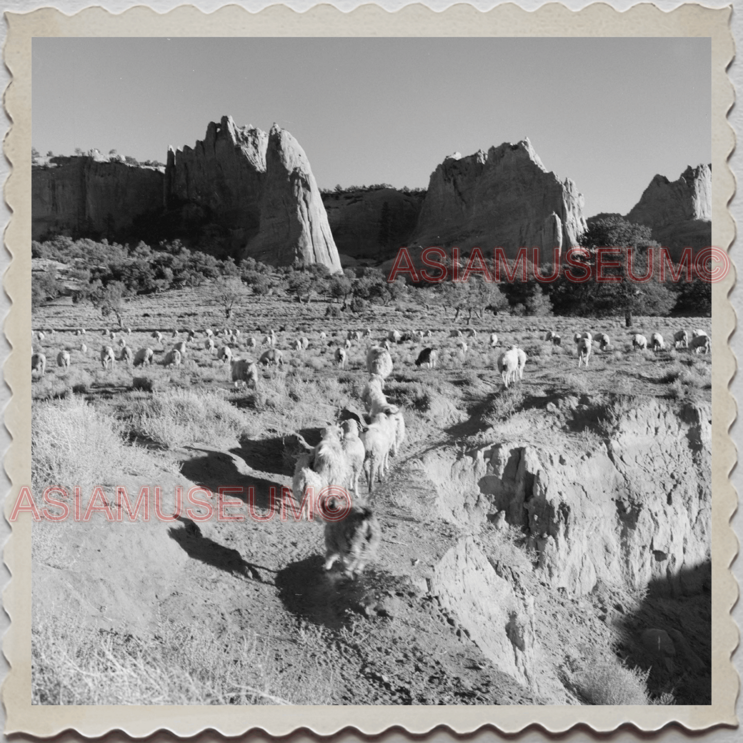 50s WINDOW ROCK NAVAJO NEW MEXICO ARIZONA SHEEP FARM B&W VINTAGE USA Photo 9993