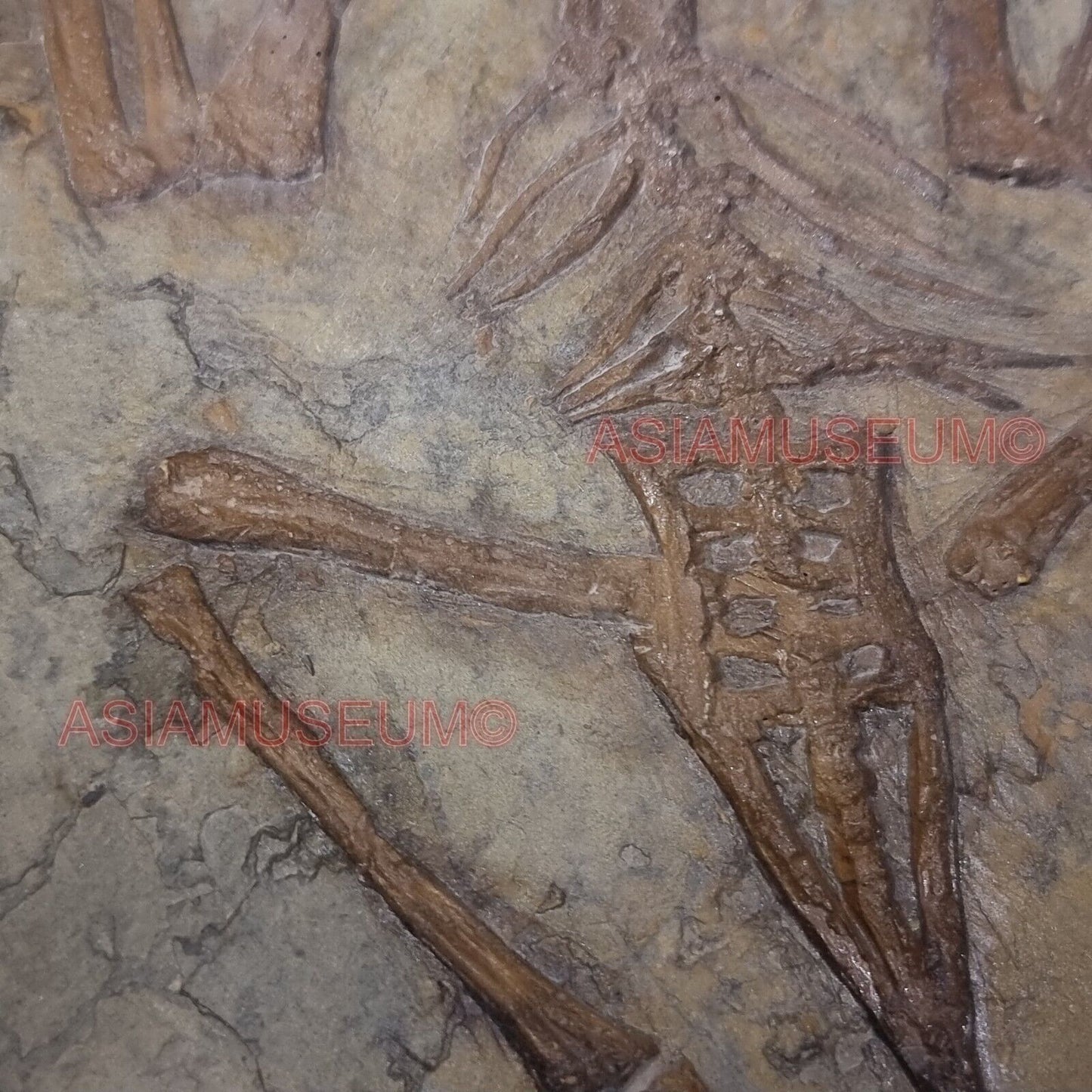 Fossilien DINOSAURIER Flügel Confuciusornis Vogel Jurassische Welt Kretazeisch E