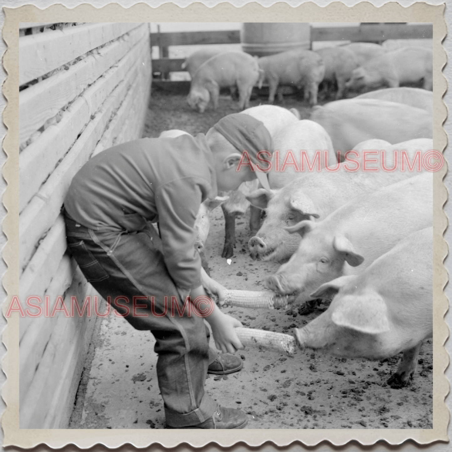 50s LAKE GENEVA WISCONSIN WALWORTH MILWAUKEE CHICAGO PIGS VINTAGE USA Photo 8663