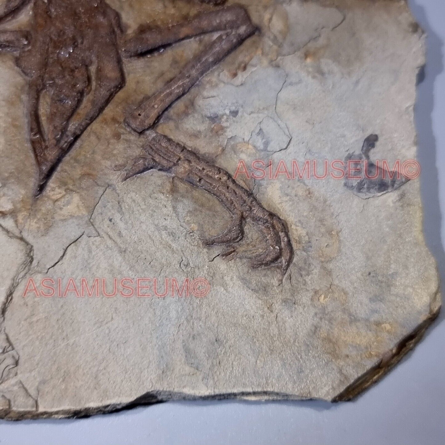 Dinosaure Confuciusornis Oeuf Oiseau Os Aile Fossile Parc Jurassique Crétace BK