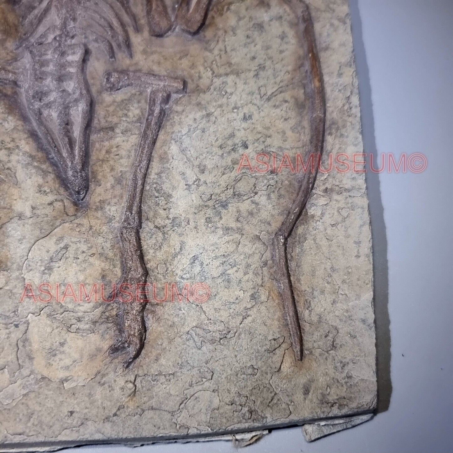 Dinosaur Fossil Pterosaur Flying Bird Reptile Jurassic World Bone Teeth Claw P3