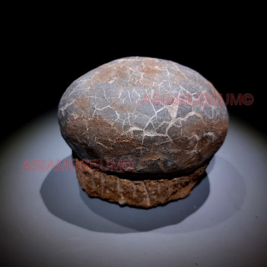 Fossilien DINOSAURIER EI Hadrosaur Eiernest Jurassische Welt Kretazeisch G3k6