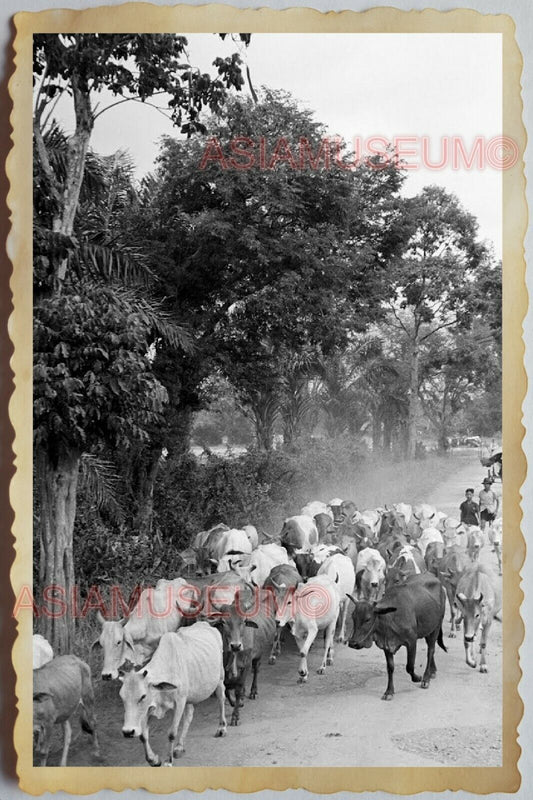 40s Vietnam War SAIGON MEKONG RIVER VILLAGE BOY CATTLE COW Vintage Photo 1604