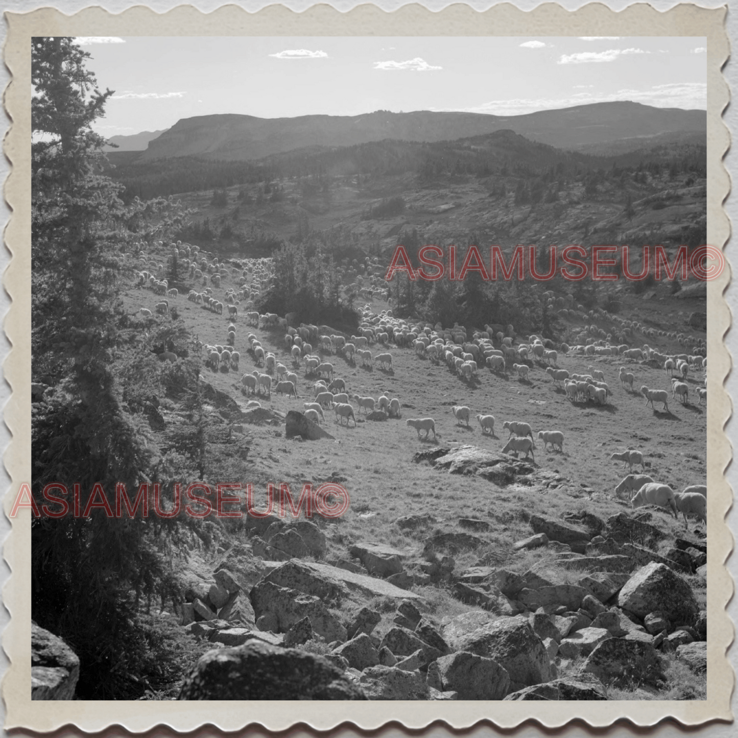 50s PARK COUNTY LIVINGSTON MONTANA YELLOWSTONE SHEEP HERD VINTAGE USA Photo 9691