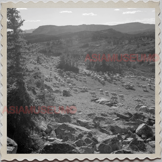 50s PARK COUNTY LIVINGSTON MONTANA YELLOWSTONE SHEEP HERD VINTAGE USA Photo 9691