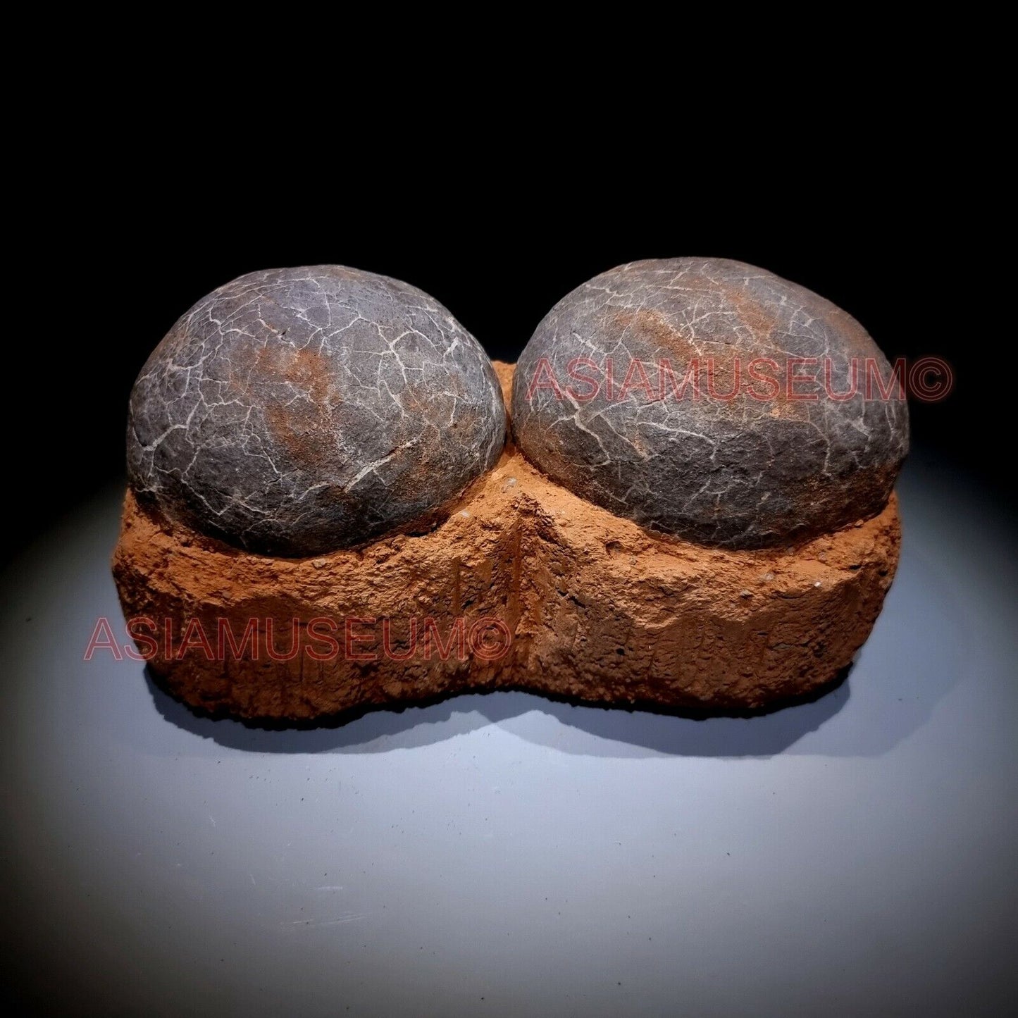 DOUBLE PAIR Dinosaur Egg Nest Hadrosaur Duckbill Fossil Jurassic Cretaceous G6s9