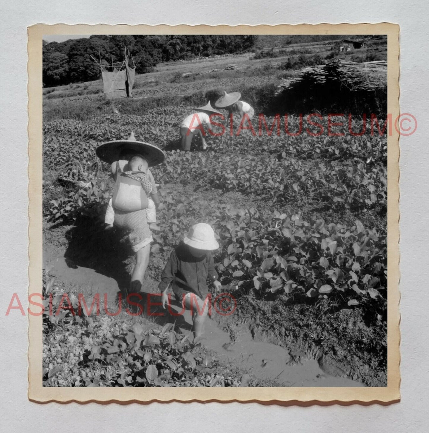 WOMEN LADY FARMER VILLAGE BOYS VEGETABLE KID Vintage Hong Kong Photo 27207 香港旧照片