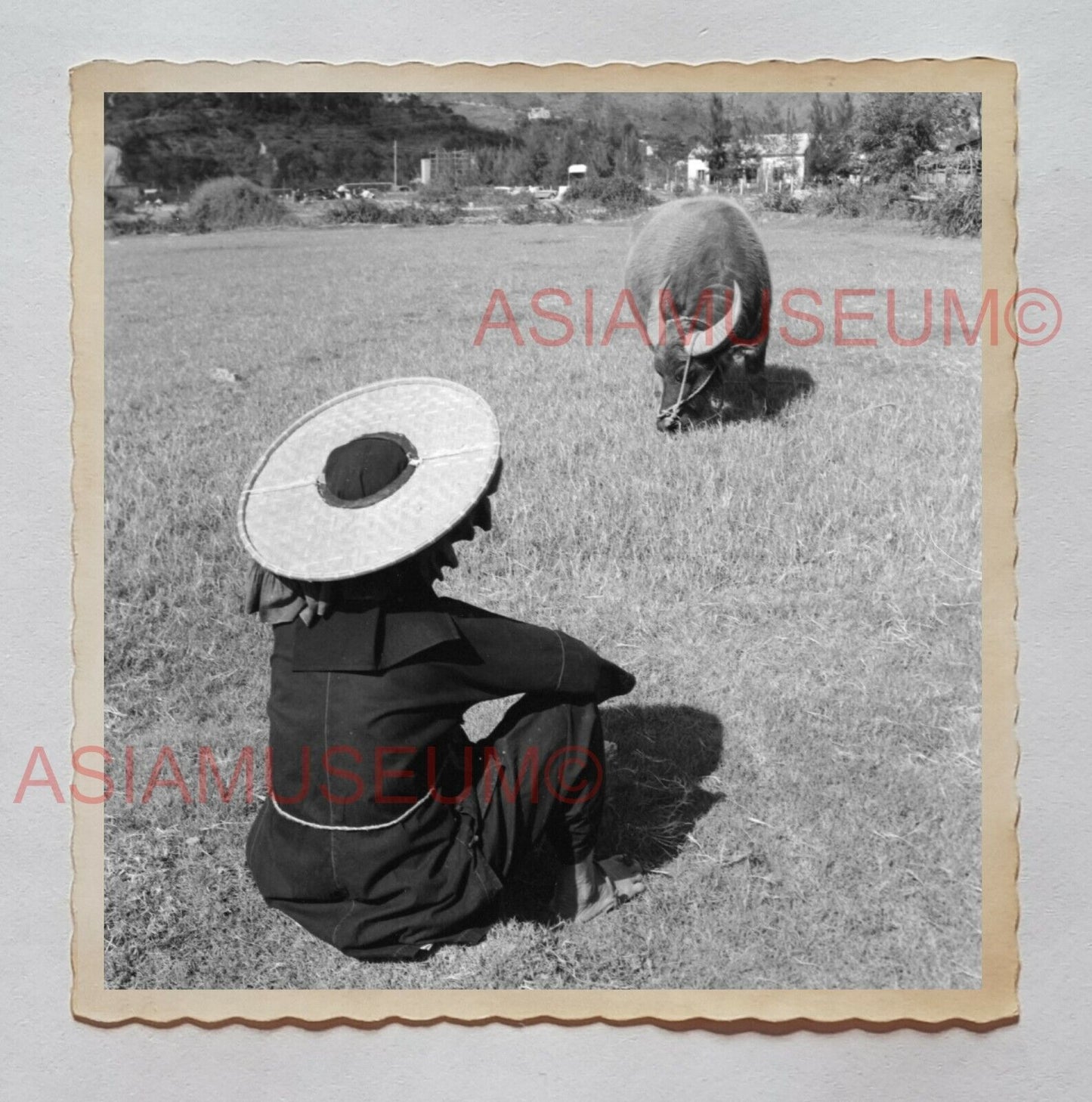 1940s WOMEN FARMER BUFFALO COW YUEN LONG B&W Vintage Hong Kong Photo 30171 香港旧照片