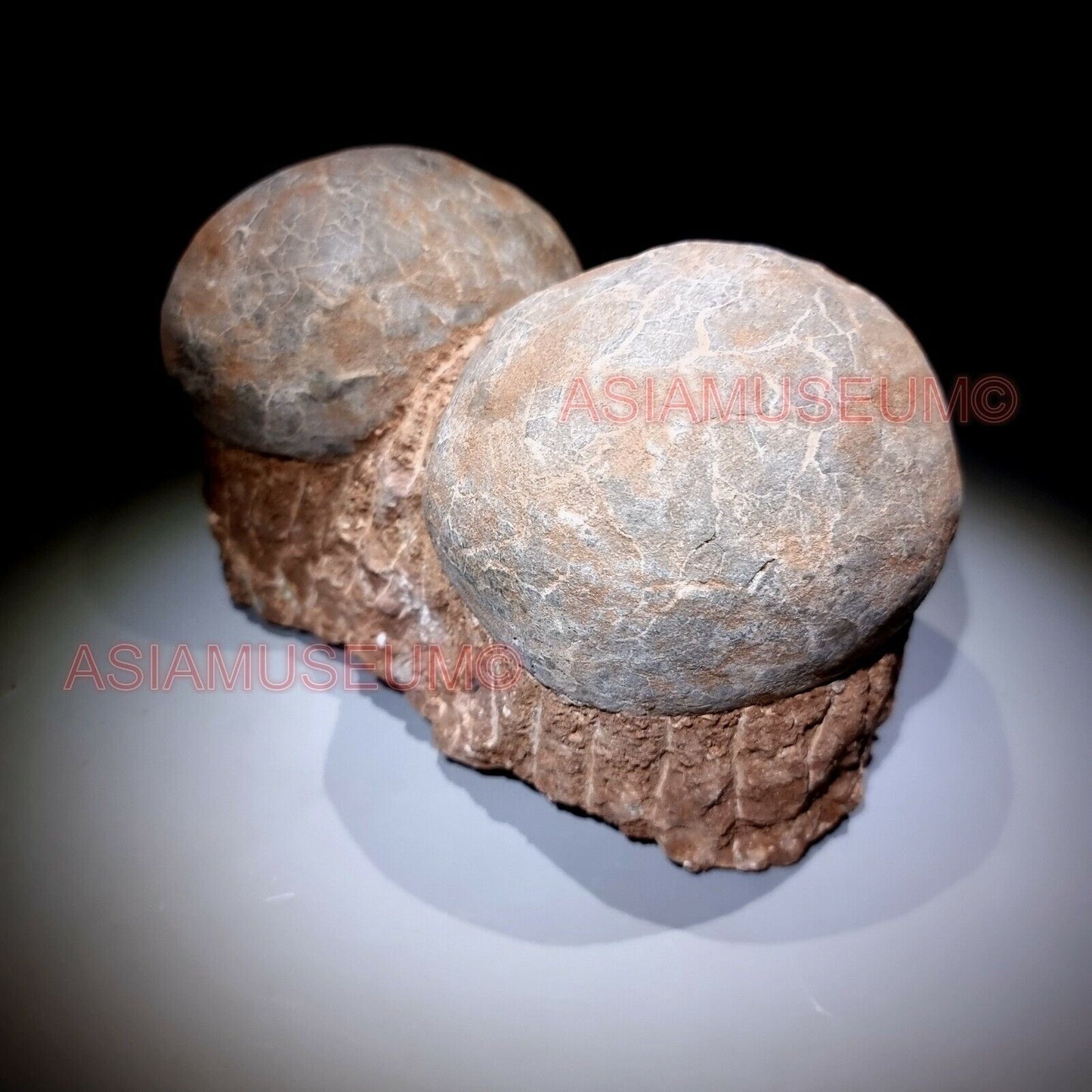 DOUBLE PAIR Dinosaur Egg Nest Hadrosaur Duckbill Fossil Jurassic Park World G636