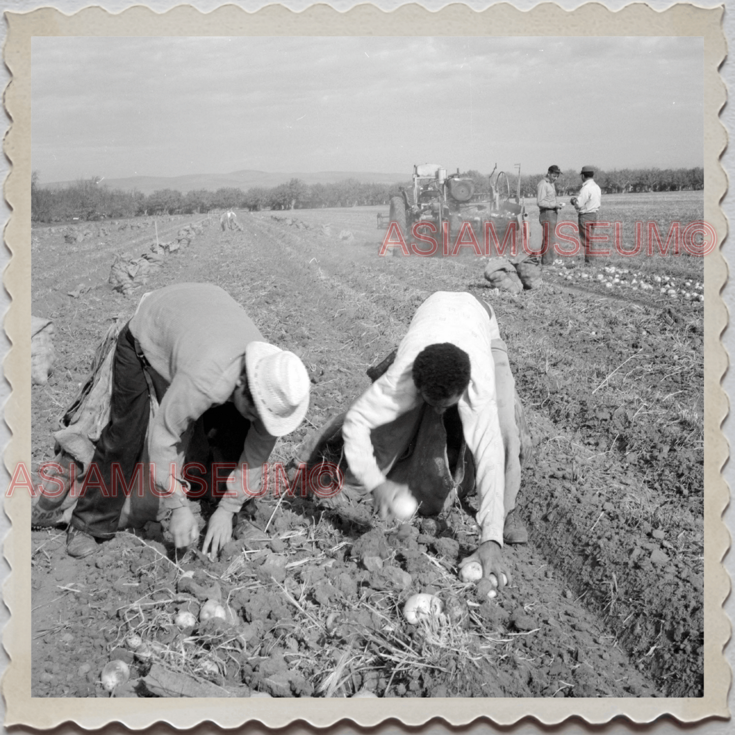 50s MONTEREY SALINAS CALIFORNIA POTATO FIELDS FARMER VINTAGE USA Photo 12567