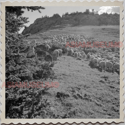 50s PARK COUNTY LIVINGSTON MONTANA YELLOWSTONE SHEEP OLD VINTAGE USA Photo 11314