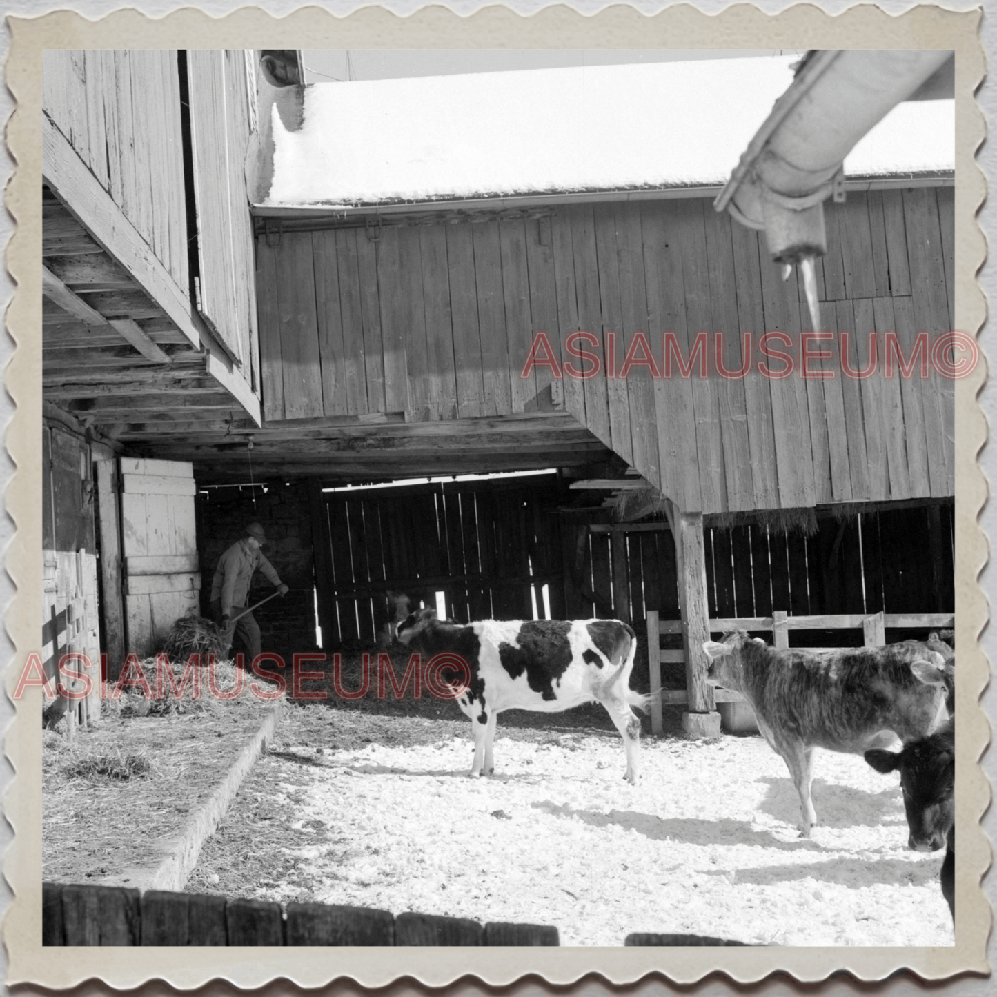 50s SUNBURY NORTHUMBERLAND PENNSYLVANIA MEN COW FARM HAY VINTAGE USA Photo 10237