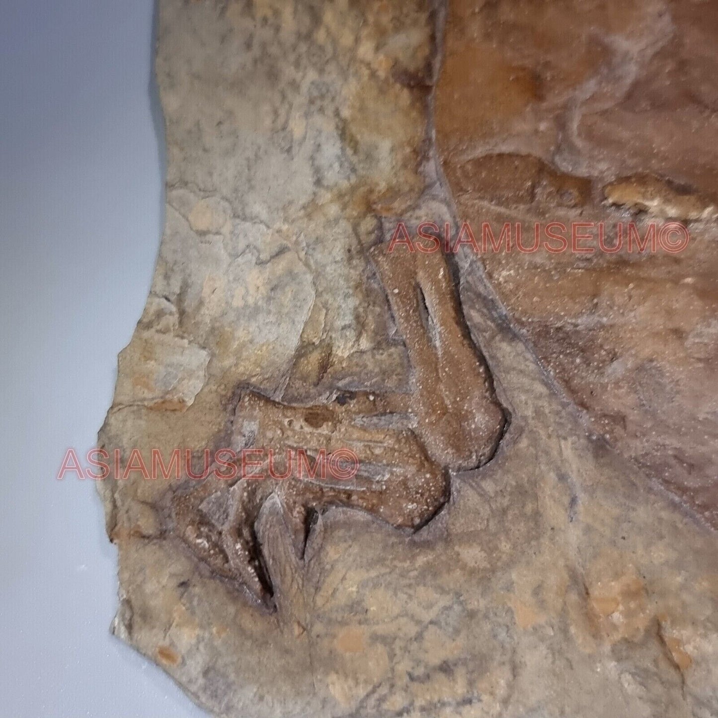 Fossilien DINOSAURIER Schildkröte  Reptil Klaue Jurassische Welt Kretazeisch T9