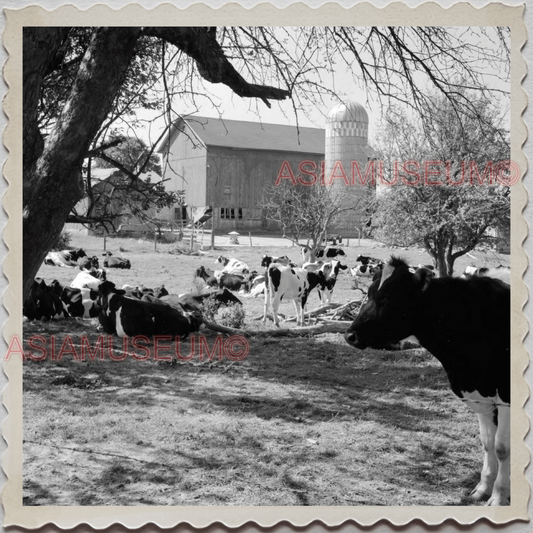 50s LAKE GENEVA WISCONSIN WALWORTH MILWAUKEE COW FARM VINTAGE USA Photo 12367