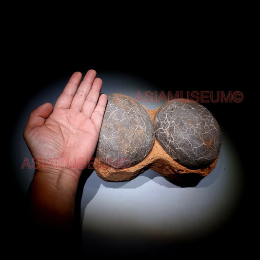 DOUBLE PAIR Dinosaur Egg Nest Hadrosaur Duckbill Fossil Jurassic Cretaceous G6s9