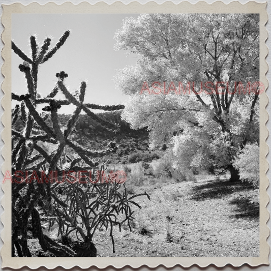 50s ALPINE CUYAMACA SAN DIEGO CALIFORNIA DESERT CACTUS VINTAGE USA Photo 12293