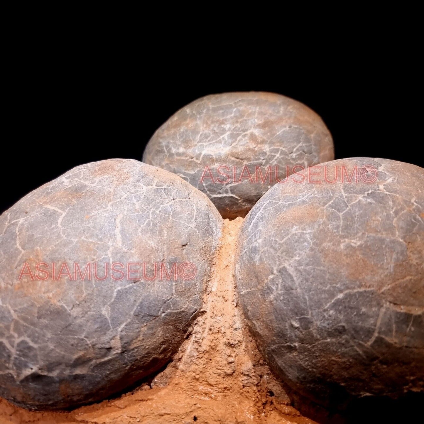 TRIPLE Dinosaur Egg Nest Hadrosaur Duckbill Fossil Jurassic Cretaceous World