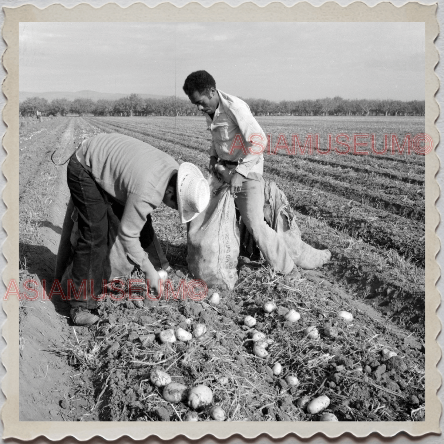 50s MONTEREY SALINAS CALIFORNIA POTATO FIELDS FARMER VINTAGE USA Photo 11764