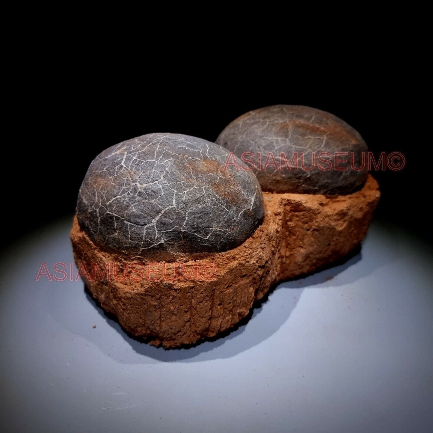 DOUBLE PAIR Dinosaur Egg Nest Hadrosaur Duckbill Fossil Jurassic Cretaceous G6s9