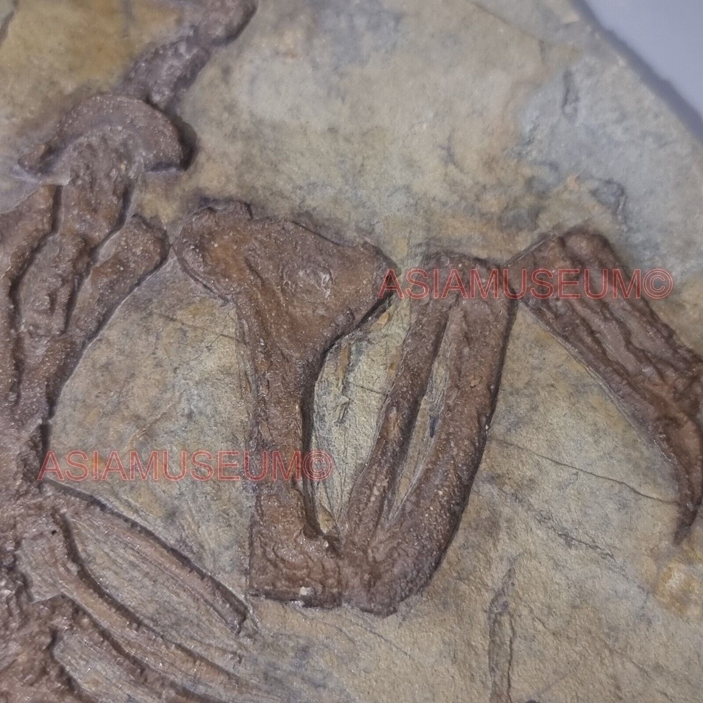 Dinosaur Fossil Confuciusornis Flying Bird Rock Jurassic Claw World Cretaceous R