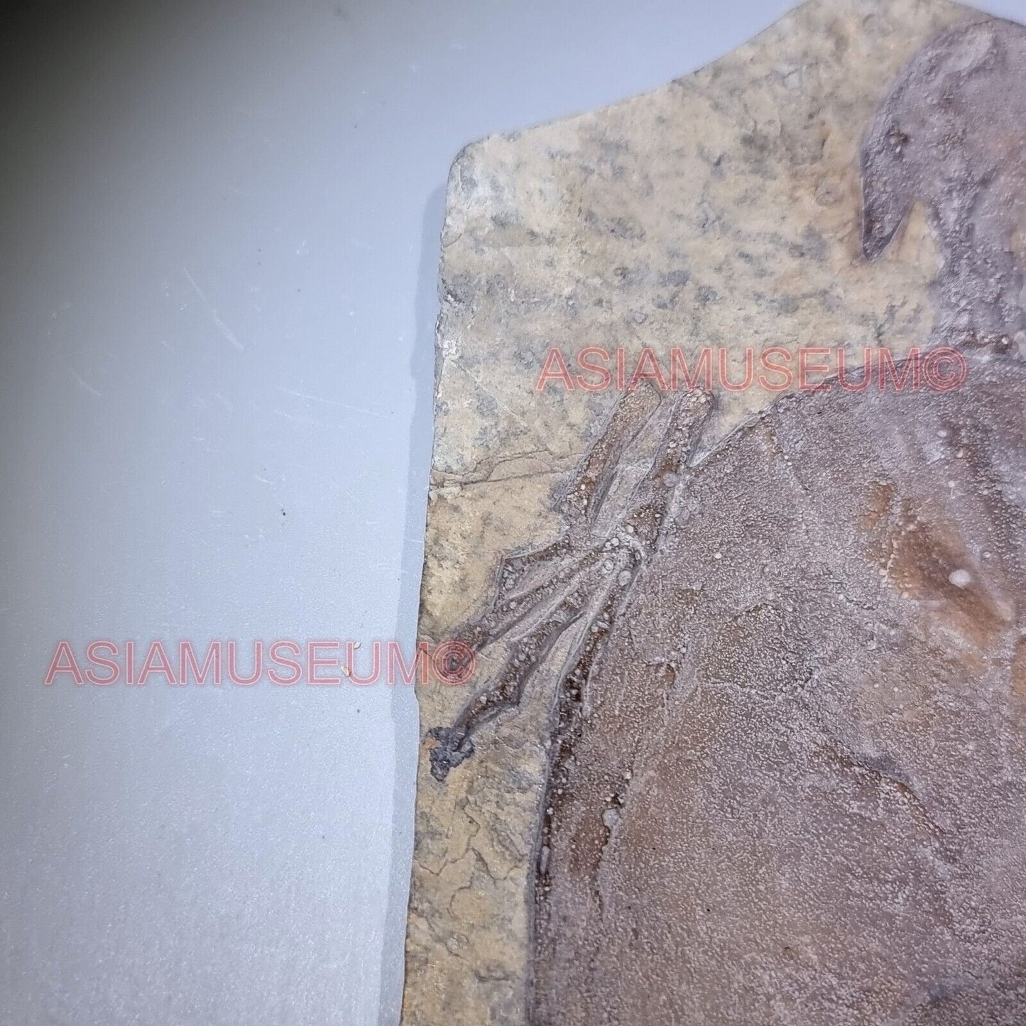 Fossile Dinosauro Rettile Tartaruga Volante Artiglio Osso Mondo Giurassico T9