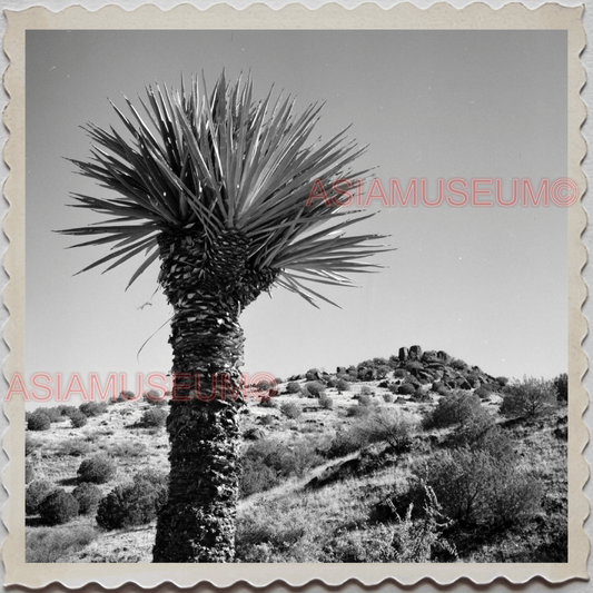 50s ALPINE CUYAMACA SAN DIEGO CALIFORNIA DESERT CACTUS VINTAGE USA Photo 11540