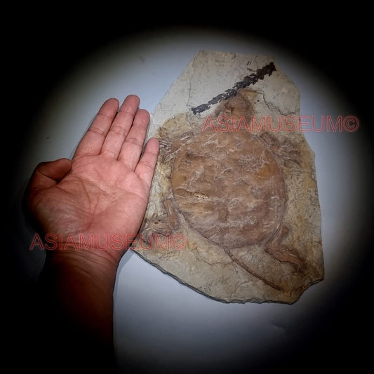 Dinosaur Fossil Manchurochelys Turtle Tortoise Jurassic Park World Cretaceous T9