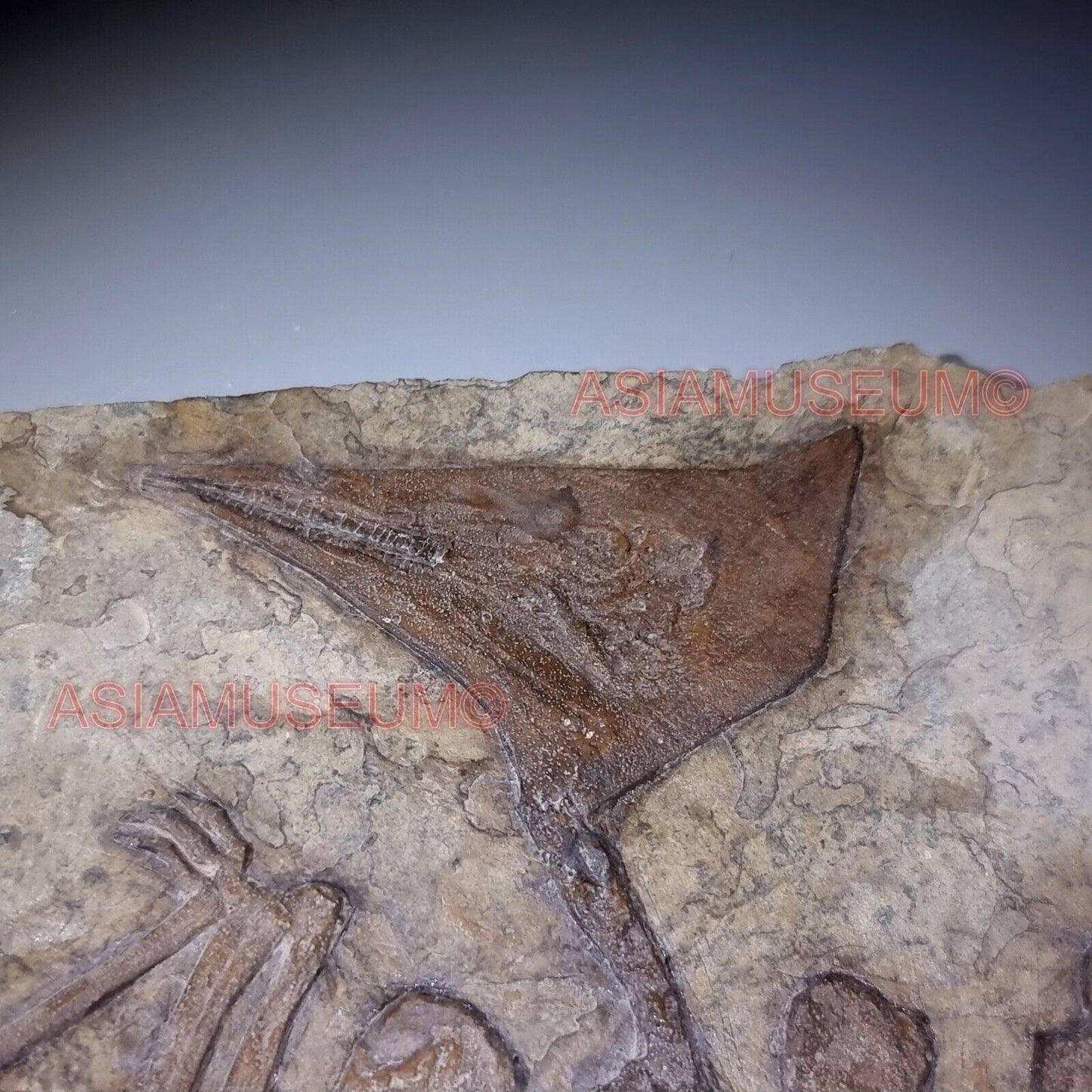 Dinosaur Fossil Pterosaur Flying Bird Reptile Jurassic World Bone Teeth Claw P3