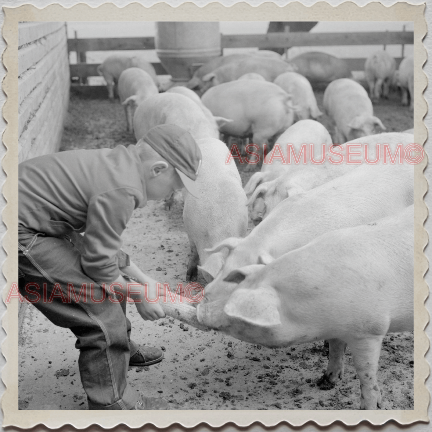 50s LAKE GENEVA WISCONSIN WALWORTH MILWAUKEE CHICAGO PIGS VINTAGE USA Photo 8981