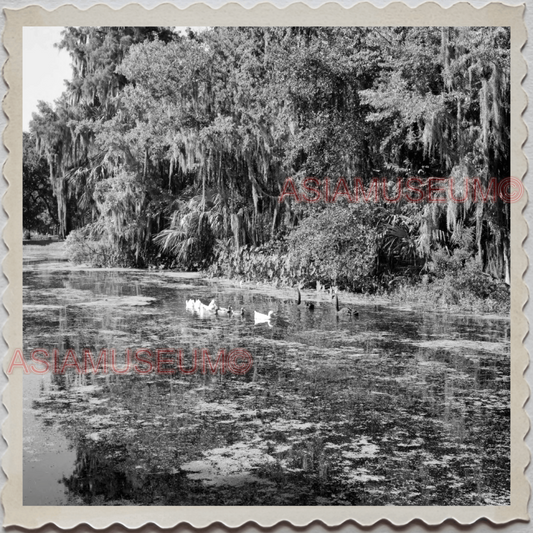 50s NEW ORLEANS LOUISIANA CITY MISSISSIPPI DUCK POND US VINTAGE USA Photo 10032