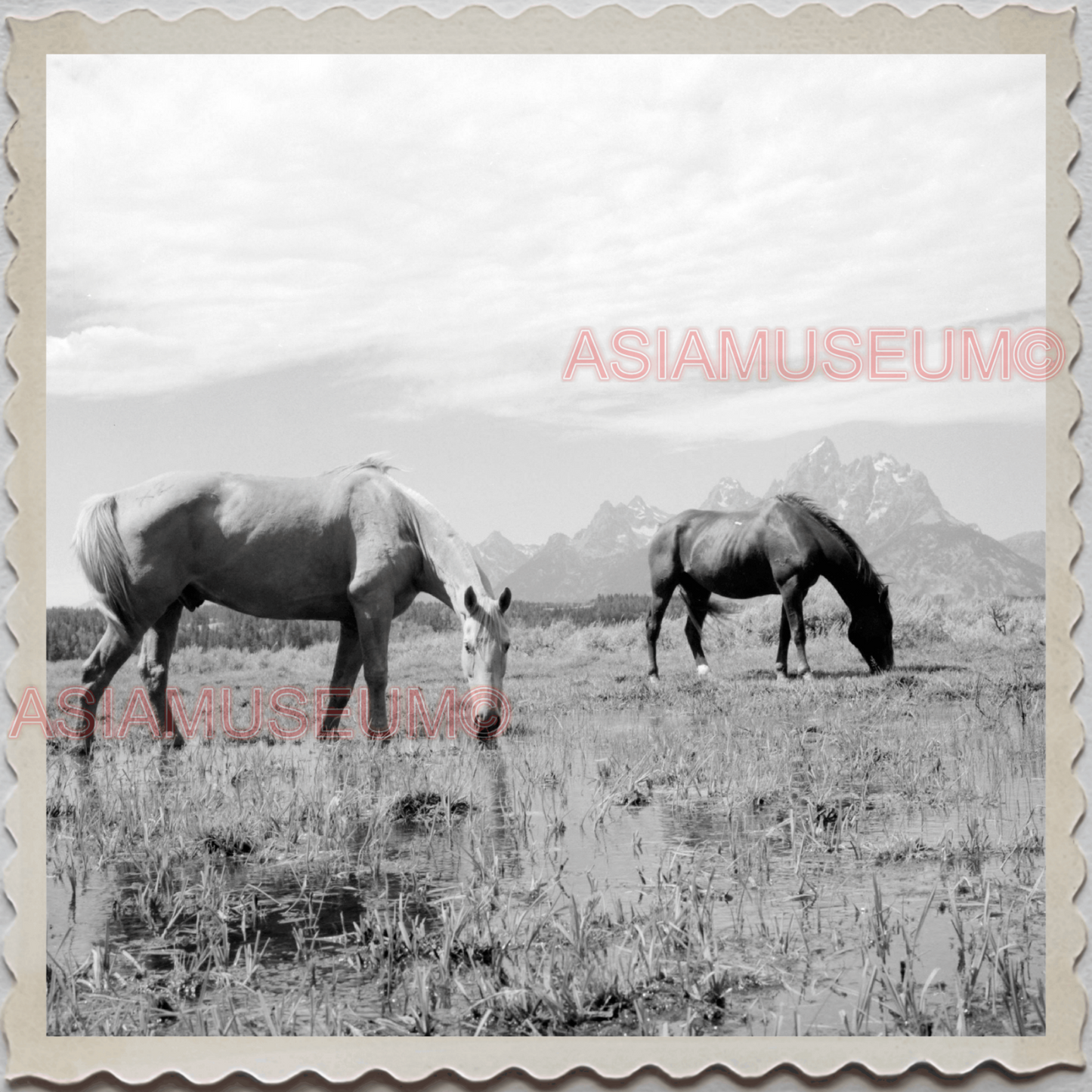 50s GRAND TETON NATIONAL PARK JACKSON WYOMING HORSE VINTAGE USA Photo 12107