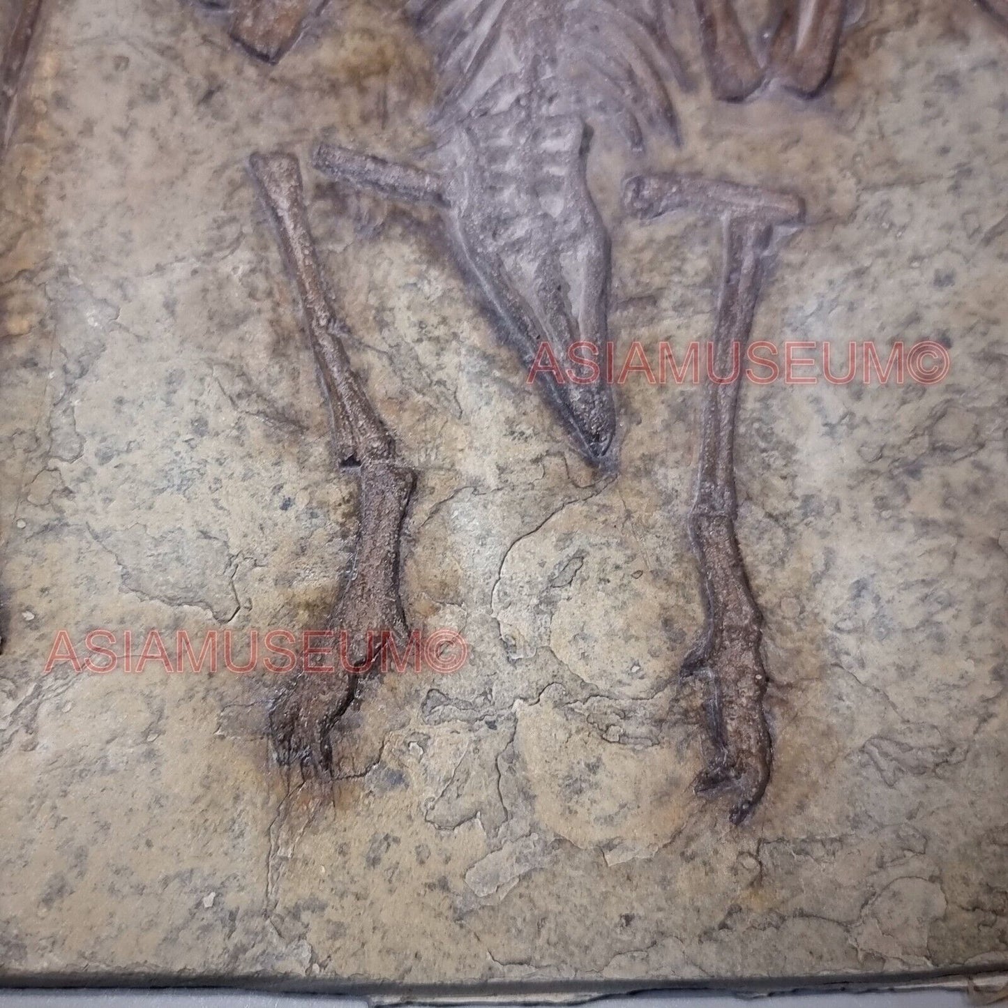 Fossilien DINOSAURIER Flugsaurier Zahn Vogel Jurassische Welt Kretazeisch P2