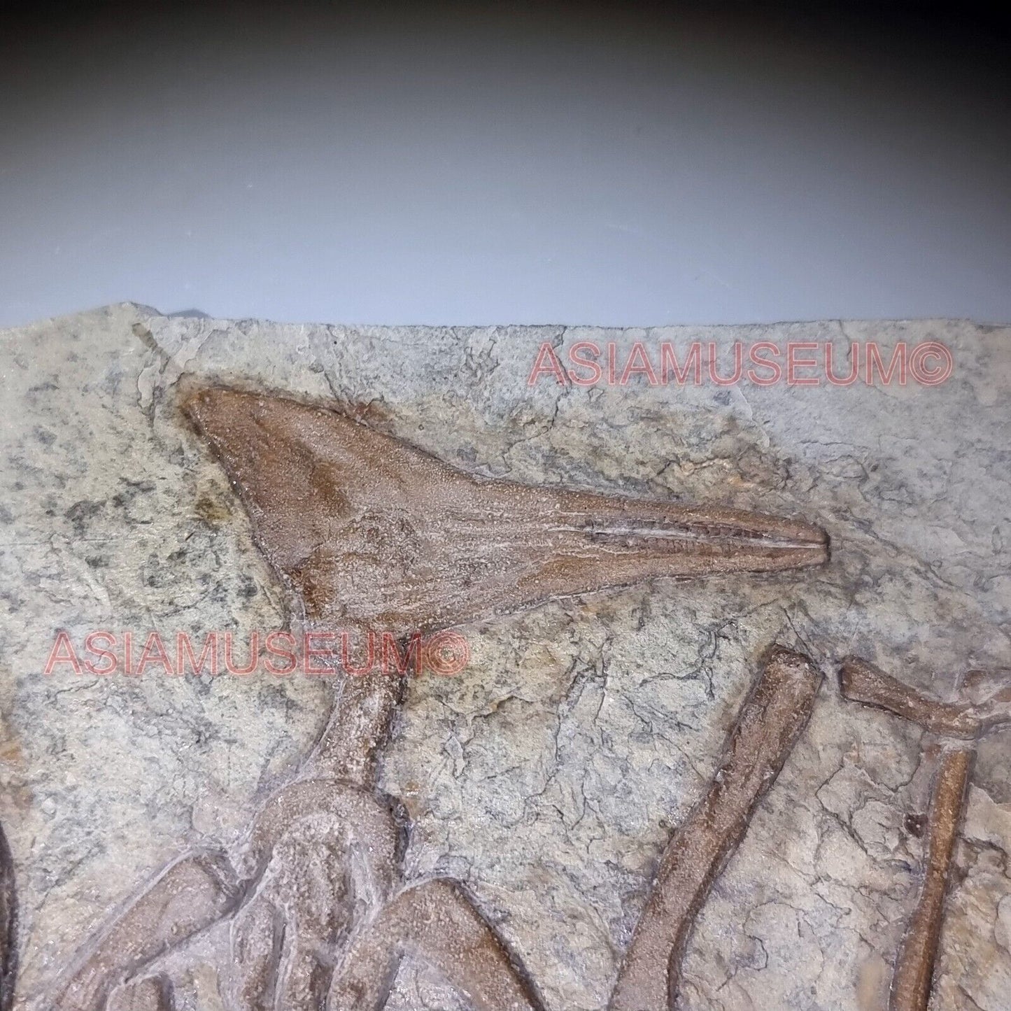 Fossilien DINOSAURIER Flugsaurier Zahn Vogel Jurassische Welt Kretazeisch P1