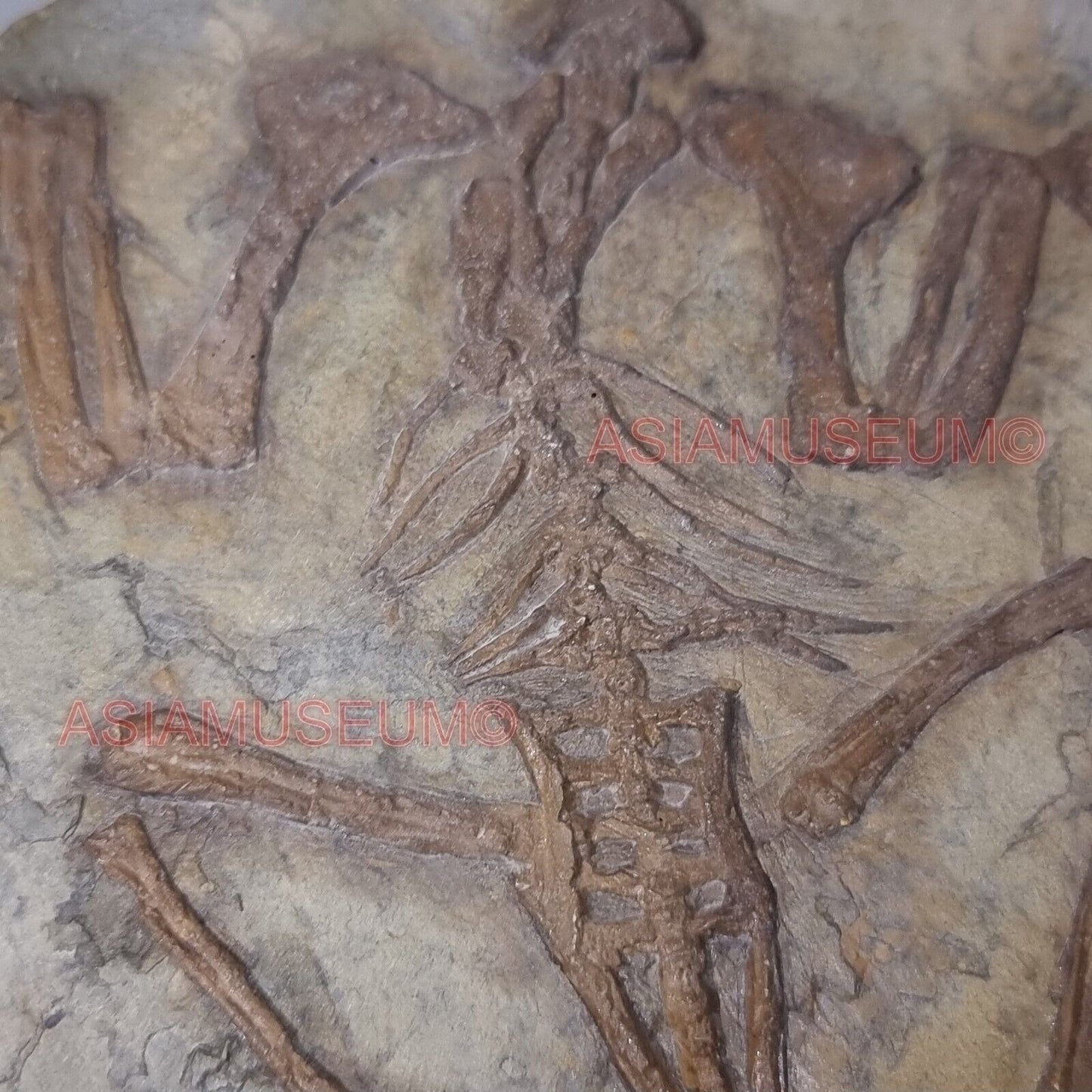 Dinosaur Fossil Confuciusornis Flying Bird Rock Jurassic Claw World Cretaceous E