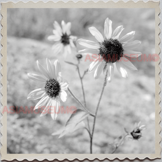 50s ANACONDA CITY DEER LODGE COUNTY MONTANA BUTTE FLOWER VINTAGE USA Photo 9540